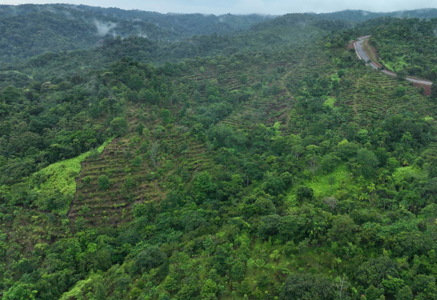 Reforestación - Nuestro compromiso con la reforestación