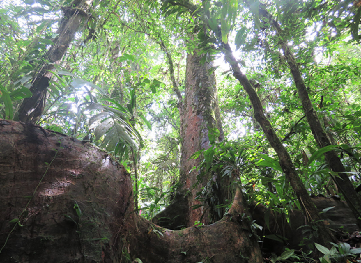 Conservamos la biodiversidad del Corredor Biológico Mesoamericano - Conservación