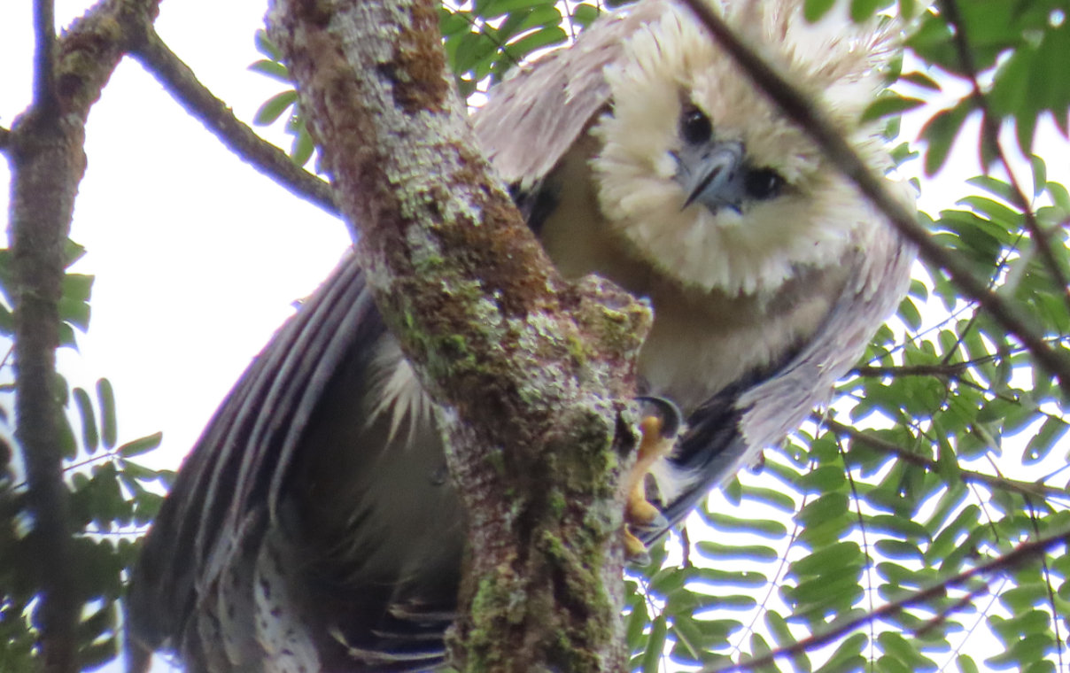 Conservamos la biodiversidad del Corredor Biológico Mesoamericano - Conservación de especies
