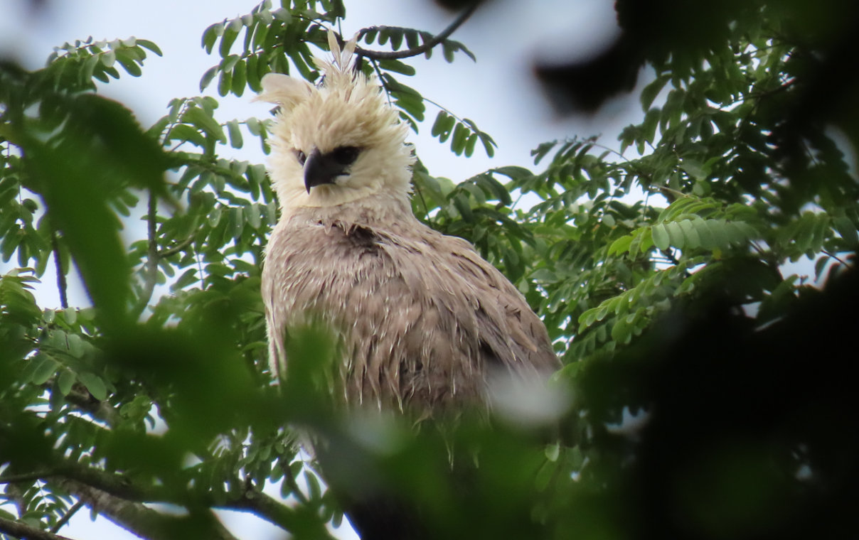 Conservamos la biodiversidad del Corredor Biológico Mesoamericano - Conservación de especies