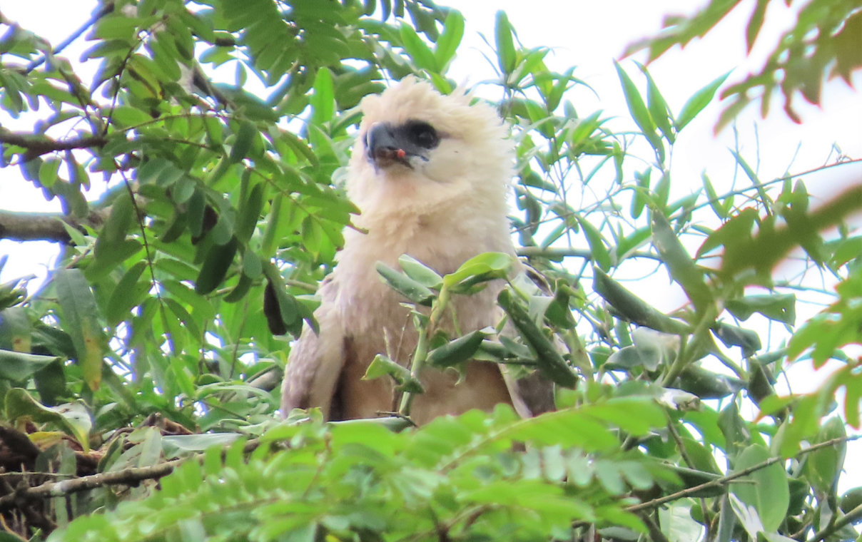 Conservamos la biodiversidad del Corredor Biológico Mesoamericano - Conservación de especies