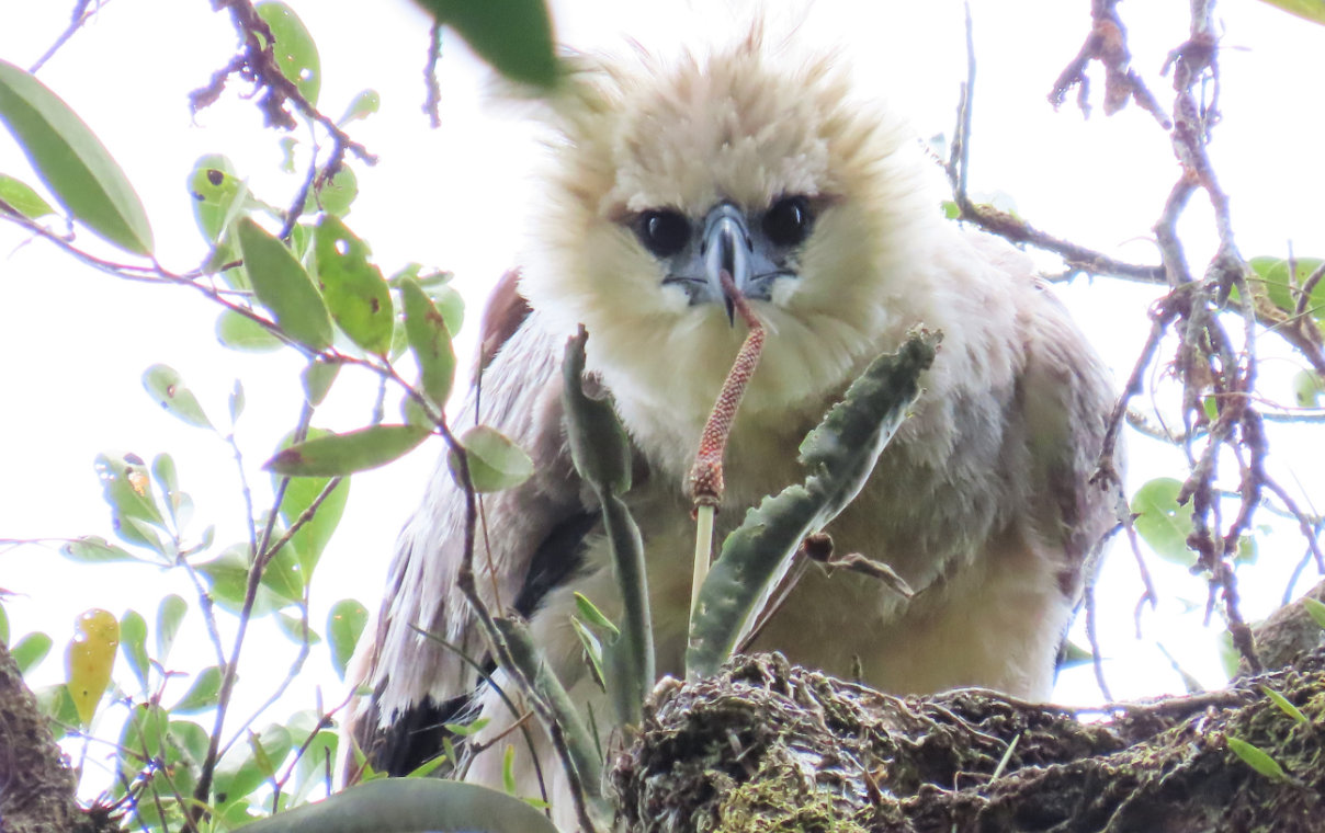 Conservamos la biodiversidad del Corredor Biológico Mesoamericano - Conservación de especies