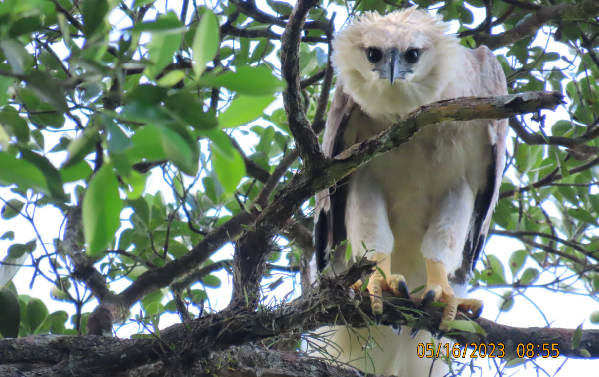 Conservamos la biodiversidad del Corredor Biológico Mesoamericano - Conservación de especies