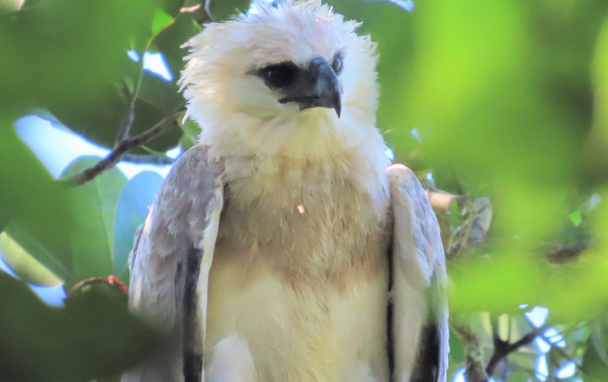 Conservamos la biodiversidad del Corredor Biológico Mesoamericano - Conservación de especies