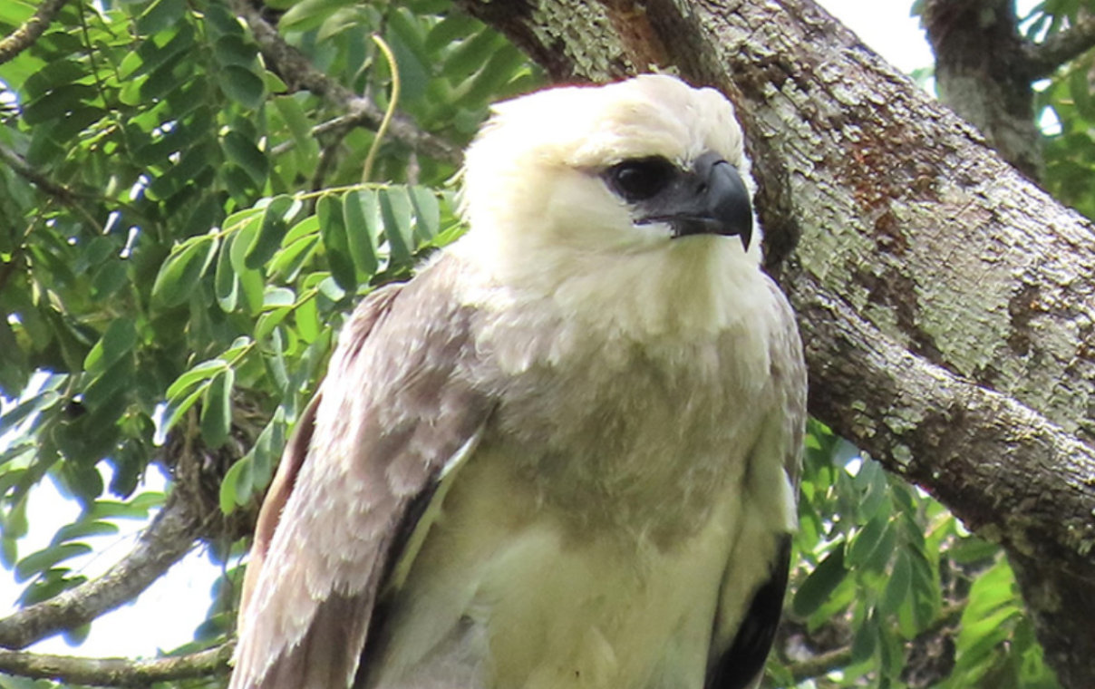 Conservamos la biodiversidad del Corredor Biológico Mesoamericano - Conservación de especies