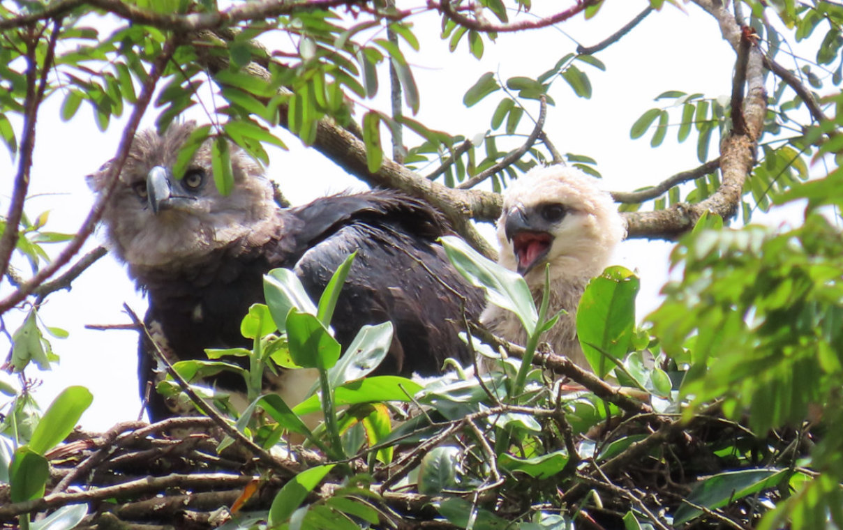 Conservamos la biodiversidad del Corredor Biológico Mesoamericano - Conservación de especies