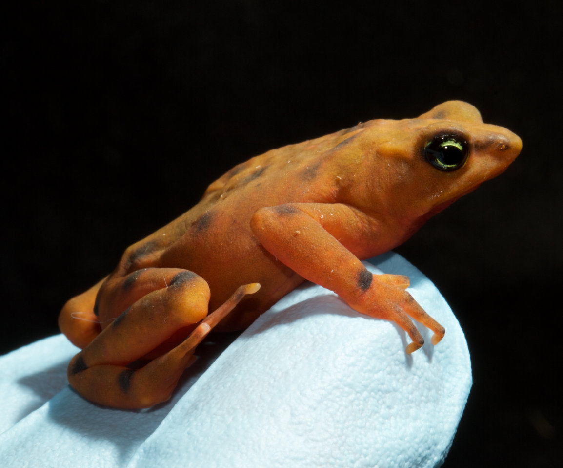 Anfibios de Donoso