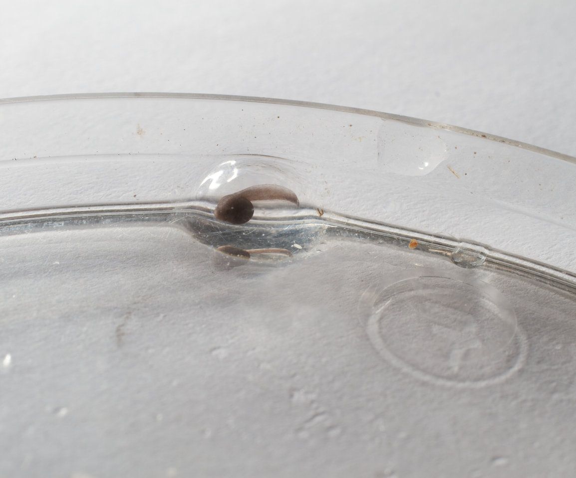 Anfibios de Donoso