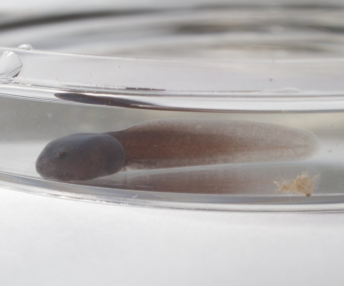 Anfibios de Donoso