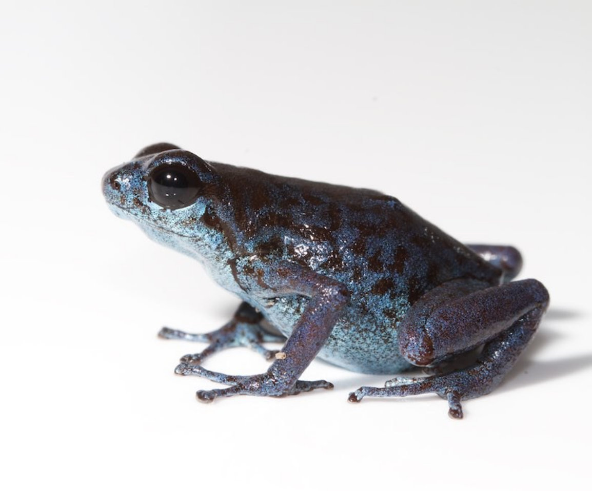 Anfibios de Donoso