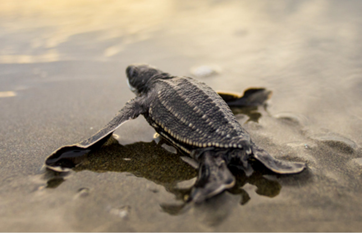 Tortugas Marinas