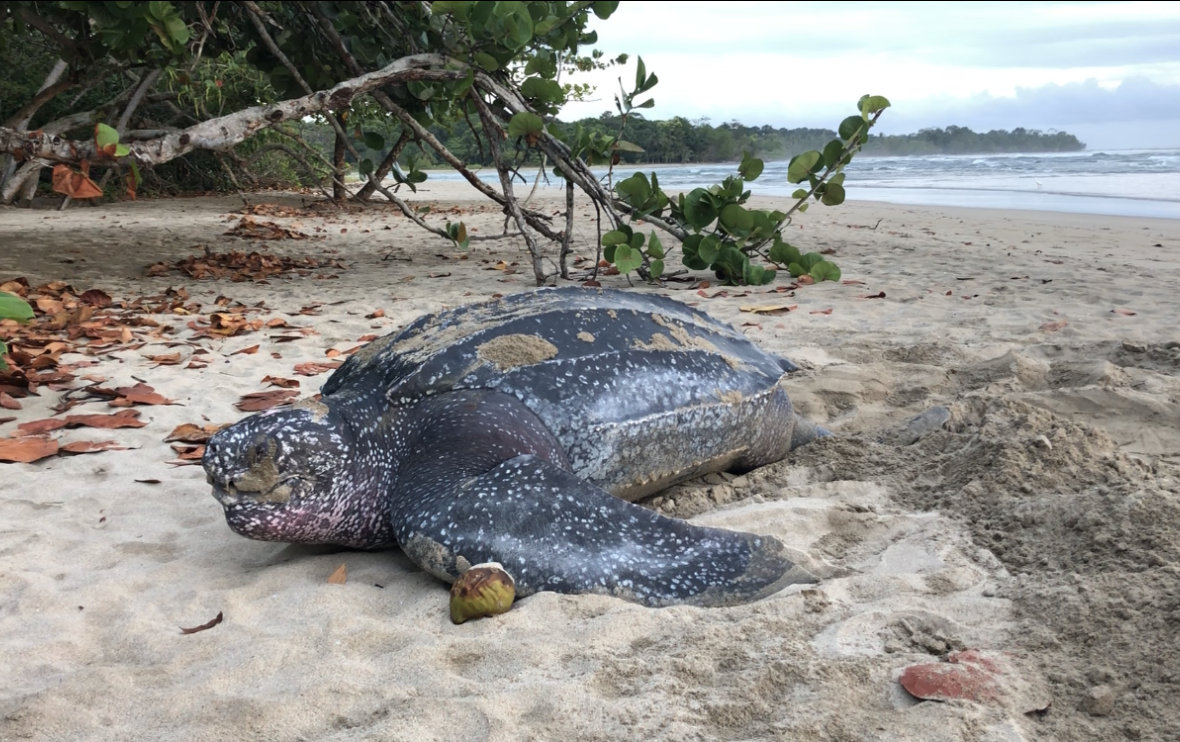 Tortugas Marinas