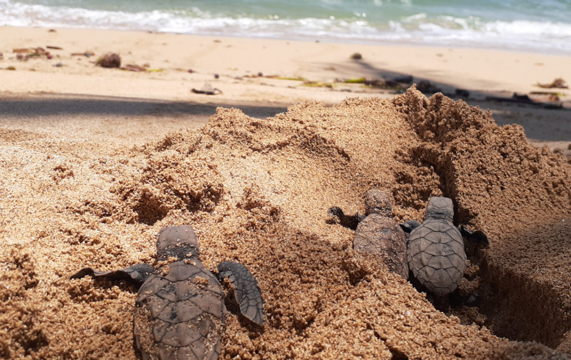Tortugas Marinas