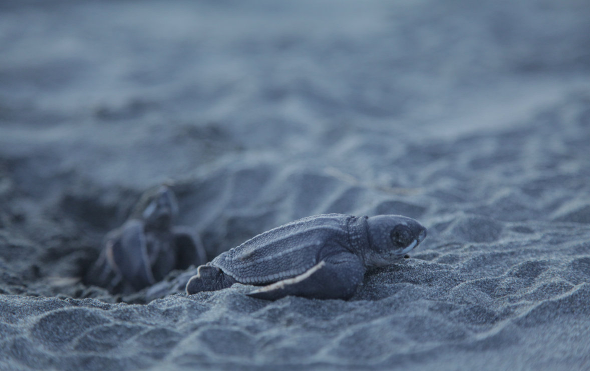 Tortugas Marinas