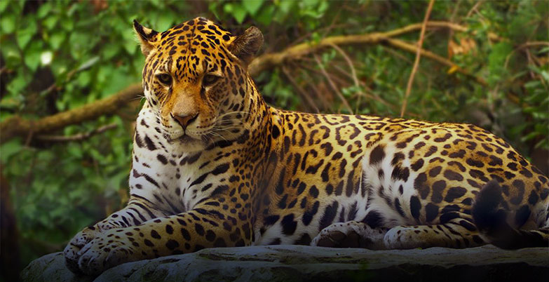 Biodiversidad