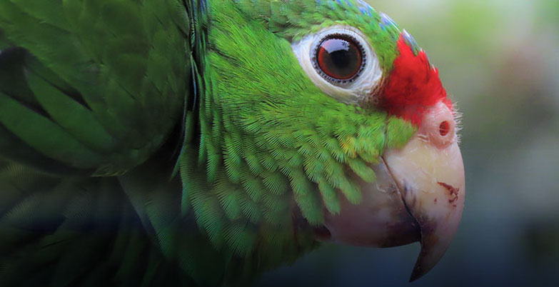 Biodiversidad