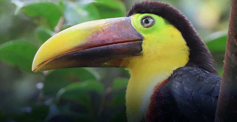Biodiversidad