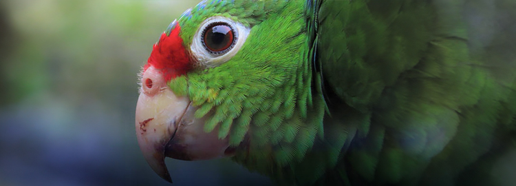 Mitigación y protección de la biodiversidad